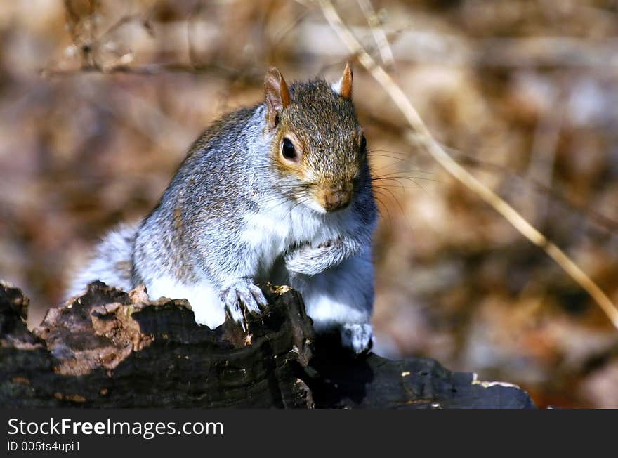 Squirrel at central park