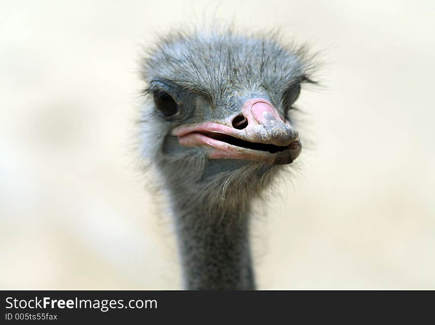 Ostrich or Emu - Ugly bird seeks mate. Ostrich or Emu - Ugly bird seeks mate