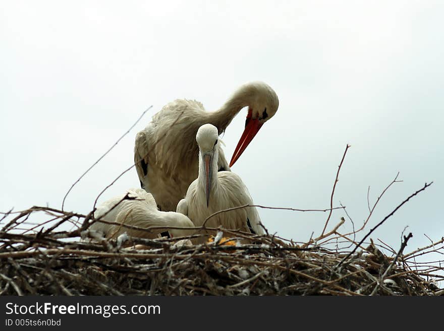 Nesting Storks Grooming Each Other