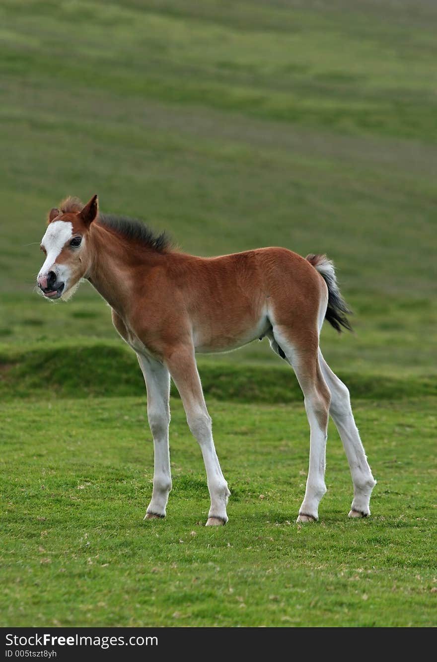 Wild Welsh mountain foal standing on rough grassland in spring. The Welsh mountain ponies run free in the Brecon Beacons National Park, Wales, United Kingdom. Wild Welsh mountain foal standing on rough grassland in spring. The Welsh mountain ponies run free in the Brecon Beacons National Park, Wales, United Kingdom.