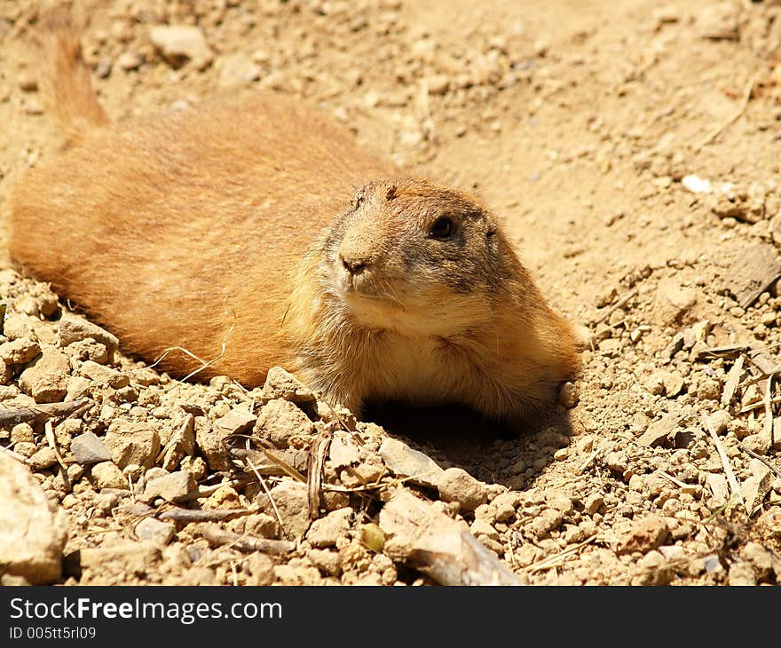 A prarie dog taking a dirt bath. A prarie dog taking a dirt bath