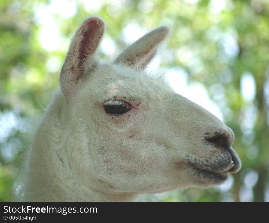 Llama's are funny to look at.  They look like they could 
be part rabbit part horse.  Very gentle animals though. Llama's are funny to look at.  They look like they could 
be part rabbit part horse.  Very gentle animals though.