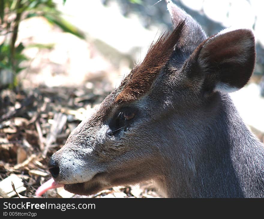 Japaneese Deer