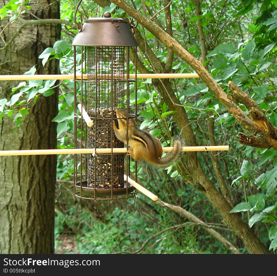 Chipmunk on bird feeder