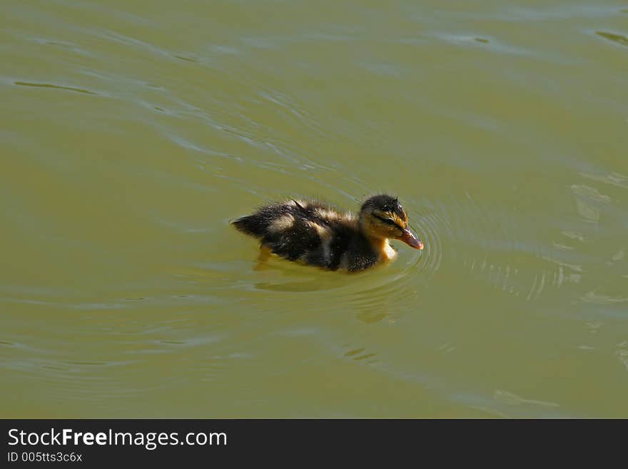 Mallard duckling swimming solo. Mallard duckling swimming solo