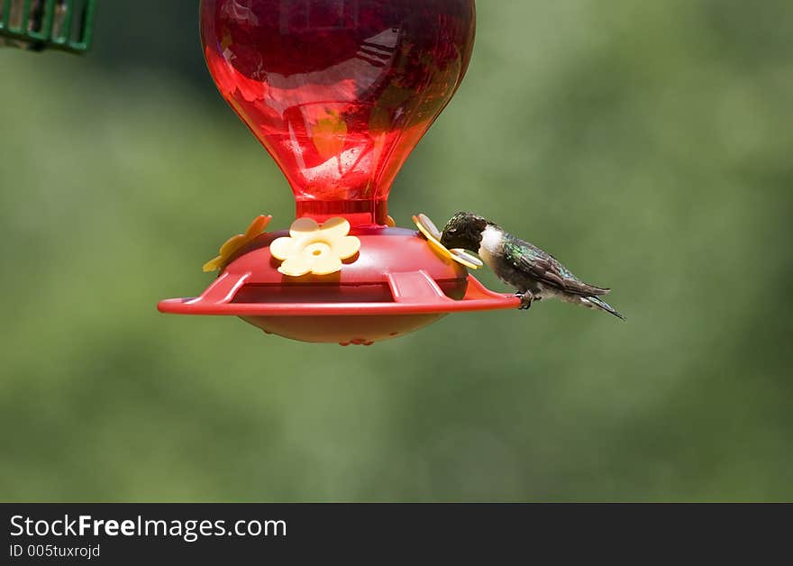 Ruby-Throated Hummingbird Drinking from the Feeder