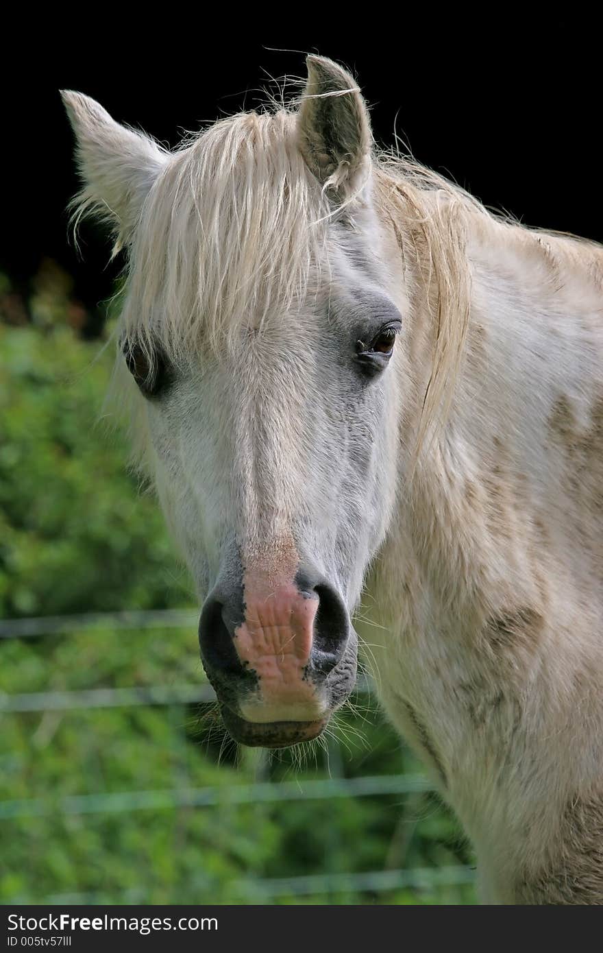 Portrait of a Welsh section B white pony. Portrait of a Welsh section B white pony.