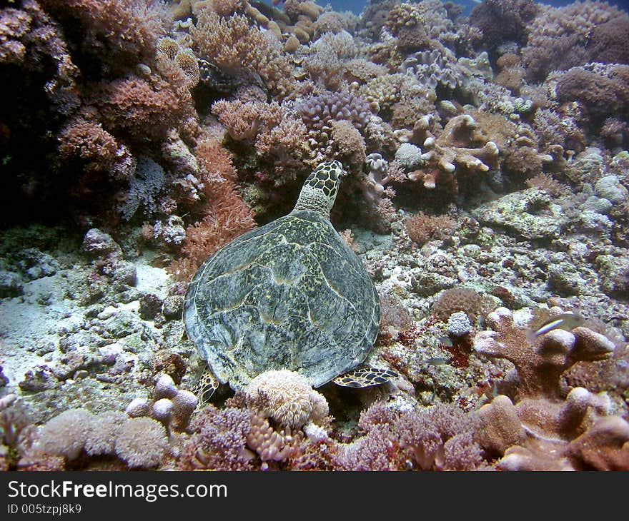 Resting on a coral reef. Resting on a coral reef