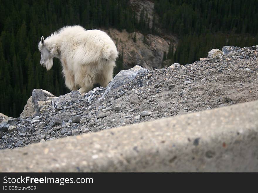 Mountain Goat