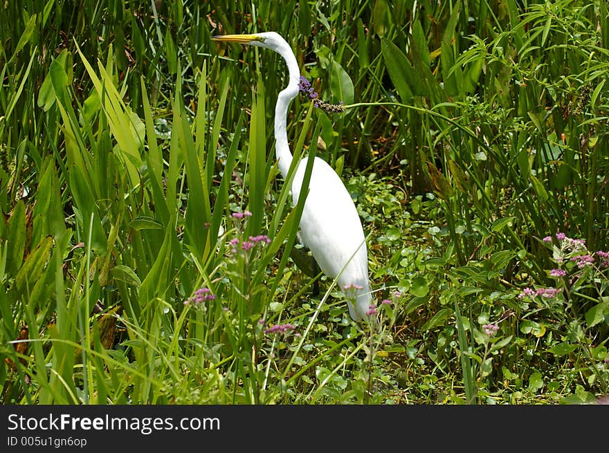 Great Egret