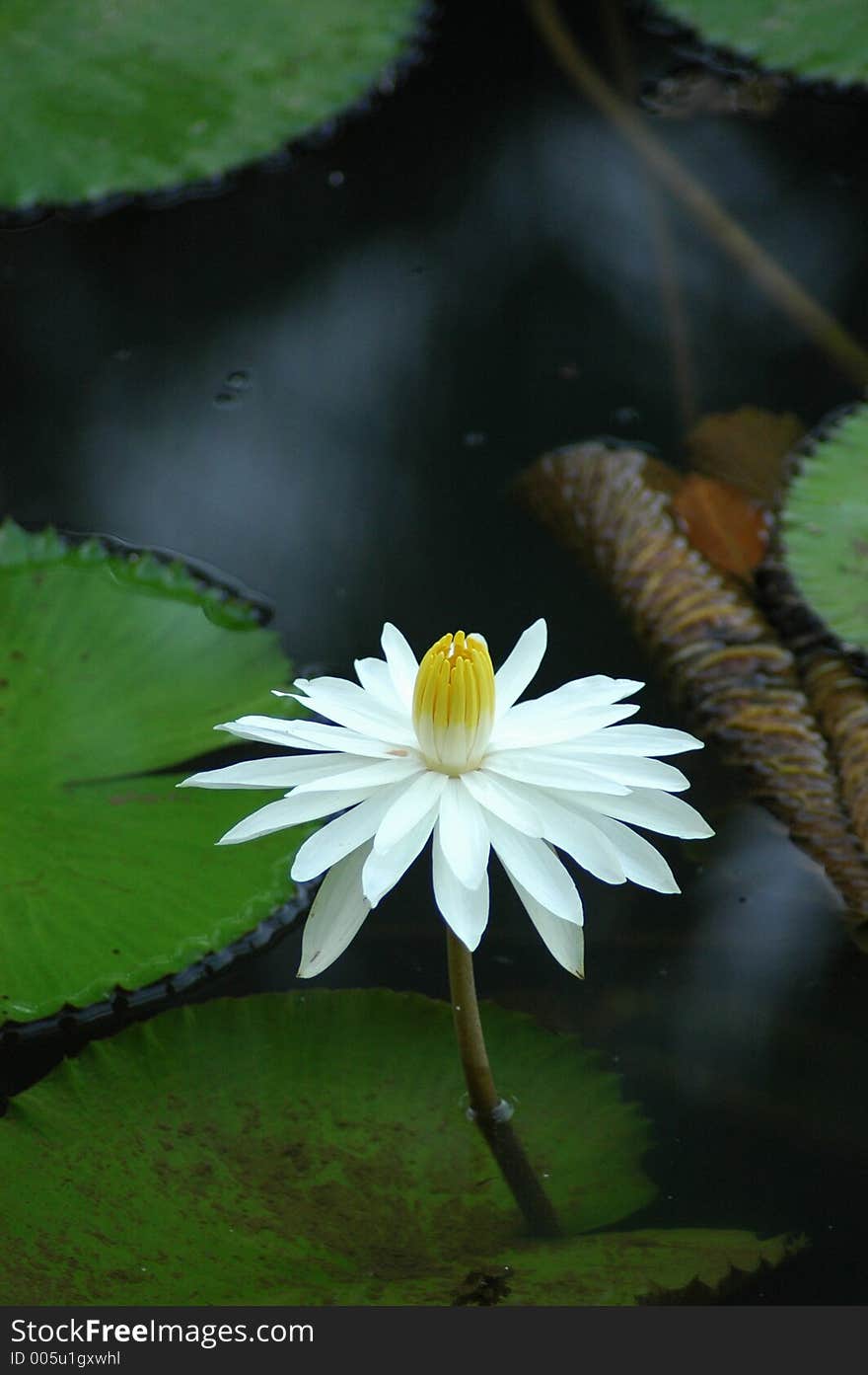 Water lily