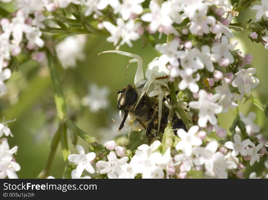 Crab spider - death in sea of flowers