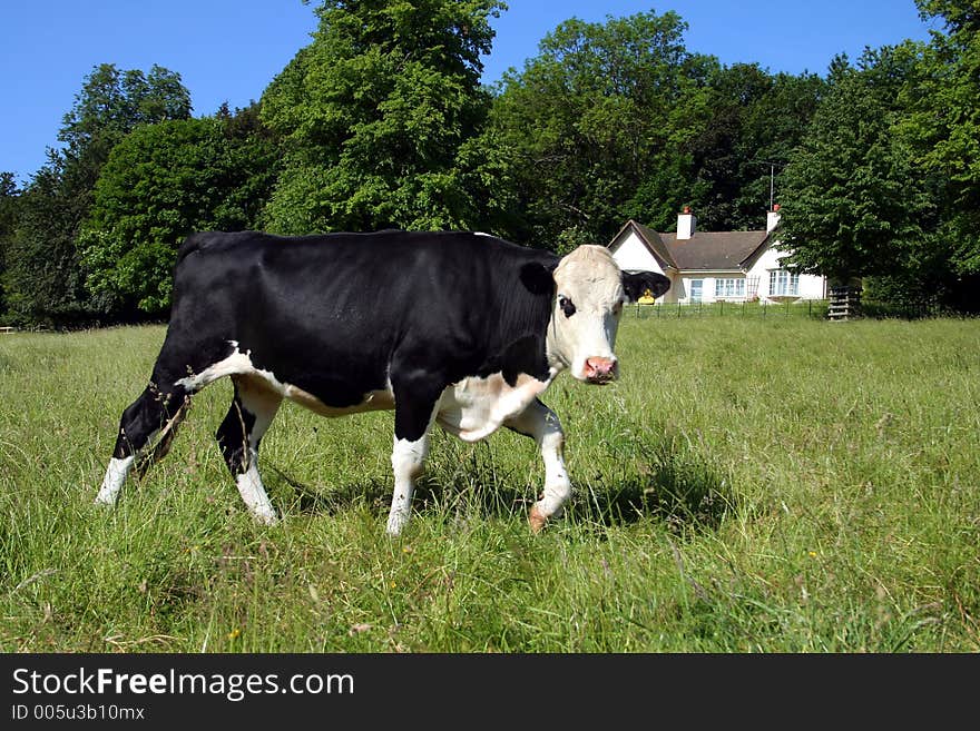 Freisian Cow in green meadow in a summers day, farm building in distance. Freisian Cow in green meadow in a summers day, farm building in distance