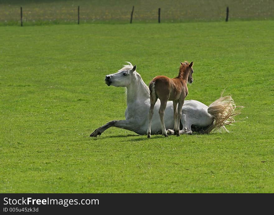 Foal standing, with its mother whose about to stand up in a field in spring. Welsh Section B ponies. Foal standing, with its mother whose about to stand up in a field in spring. Welsh Section B ponies.