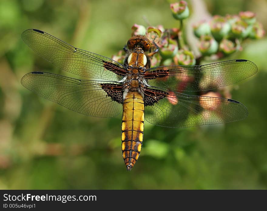 Dragonfly close up in summer. Dragonfly close up in summer.