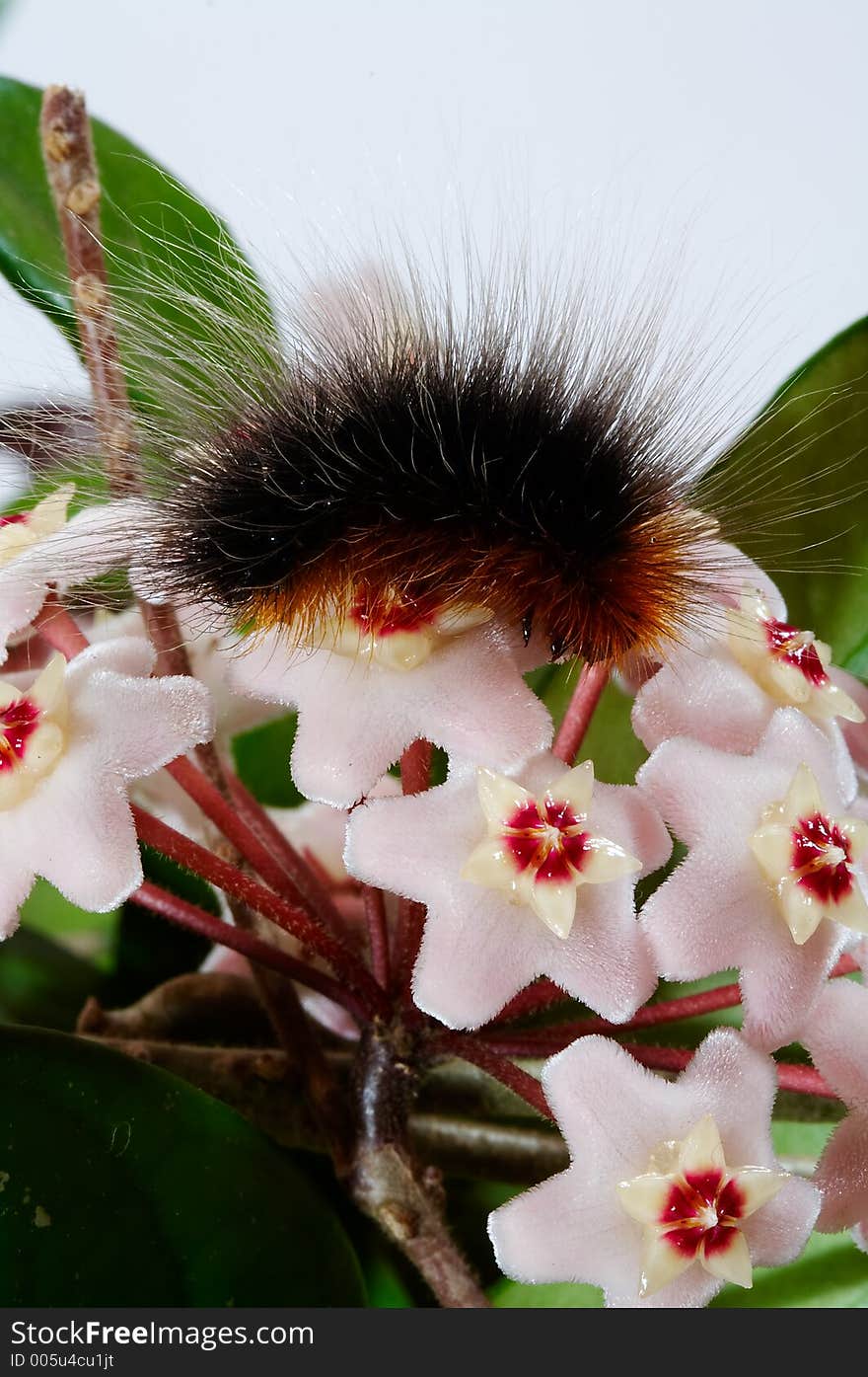 Wax plant with brown caterpillar. Wax plant with brown caterpillar