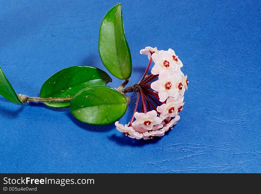 Hoya carnosa