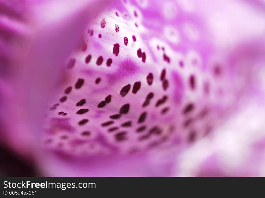 Abstract Macro image of foxglove petal. Abstract Macro image of foxglove petal