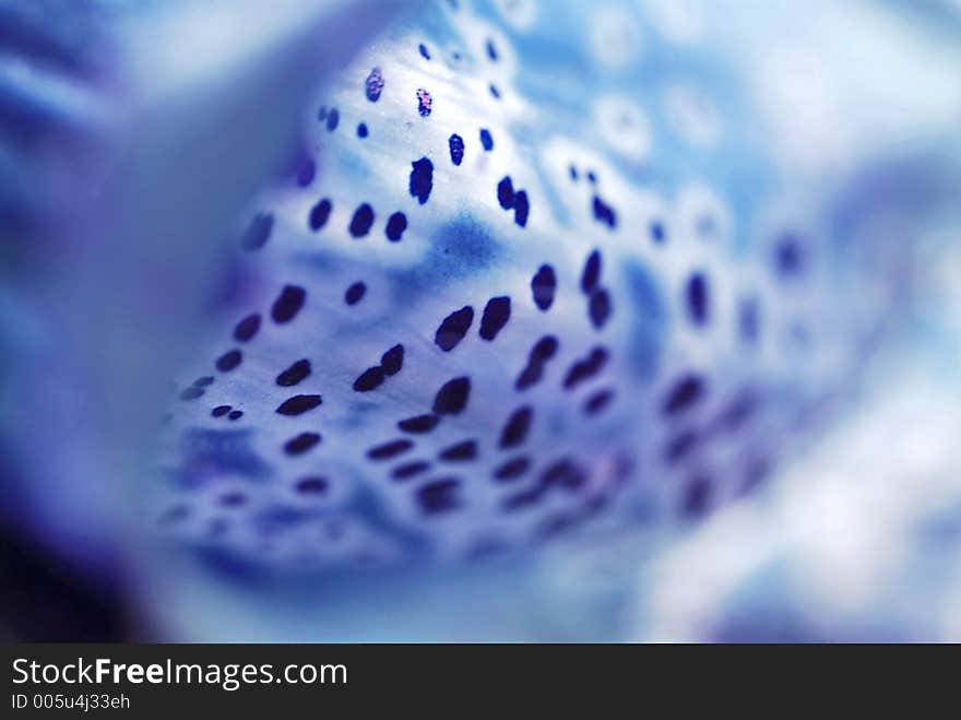 Abstract Macro image of foxglove petal. Abstract Macro image of foxglove petal