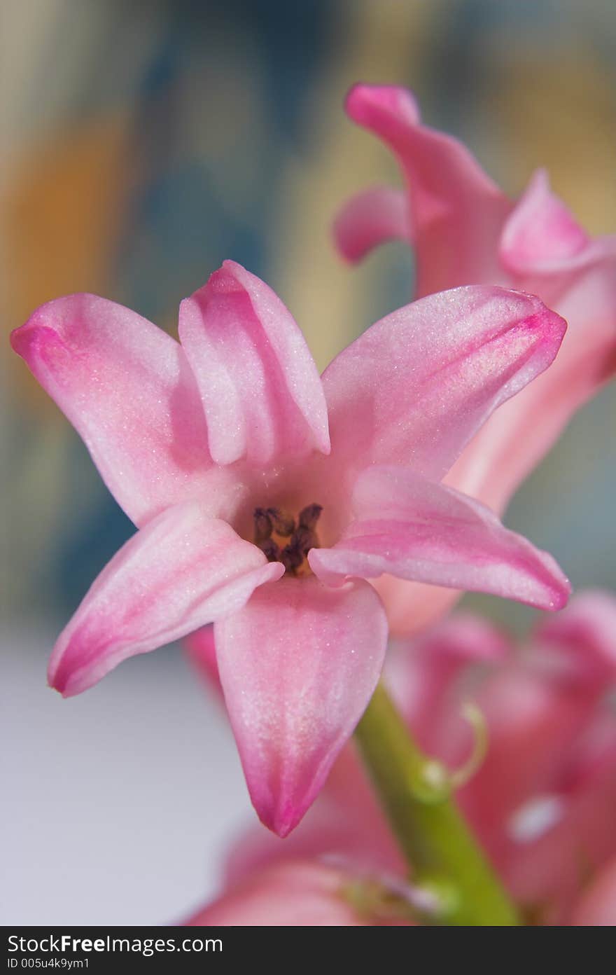 Portrait of rosy-lilac tender flower took from front. Portrait of rosy-lilac tender flower took from front