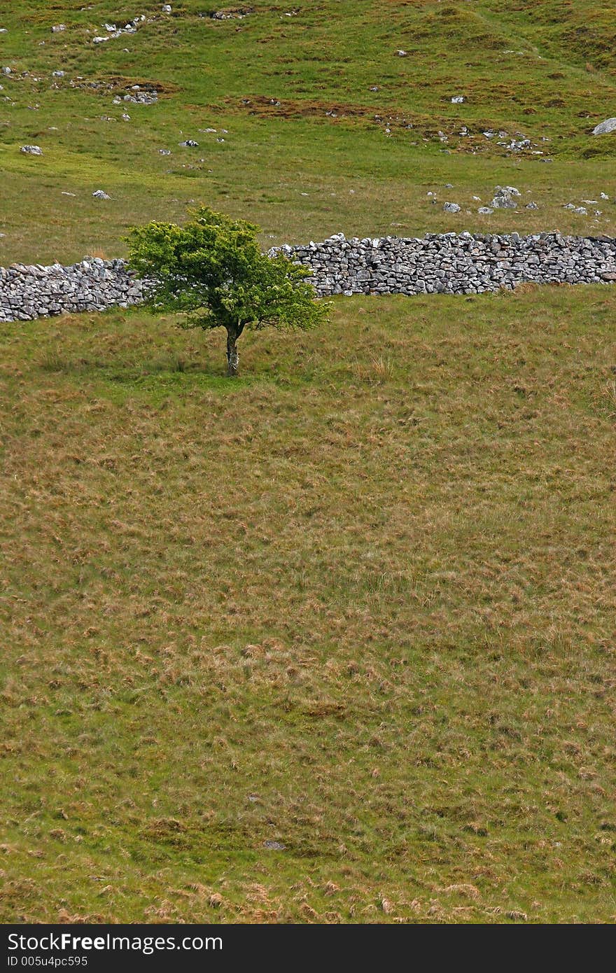 Hawthorn tree in a barren landscape with an old dry stone wall to the rear. Set in the Brecon Beacons National Park, Wales, United Kingdom.