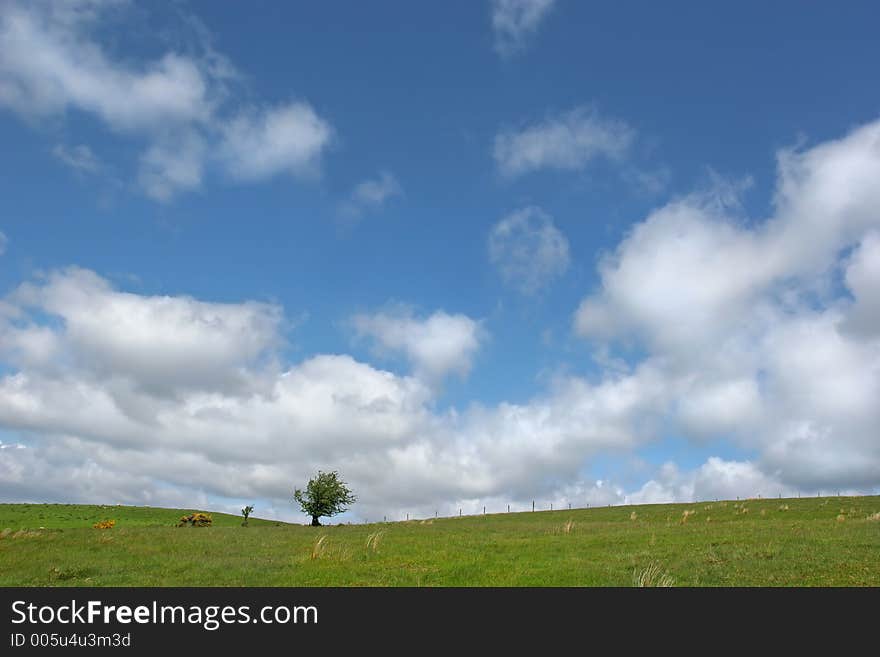 Solitary Hawthorn