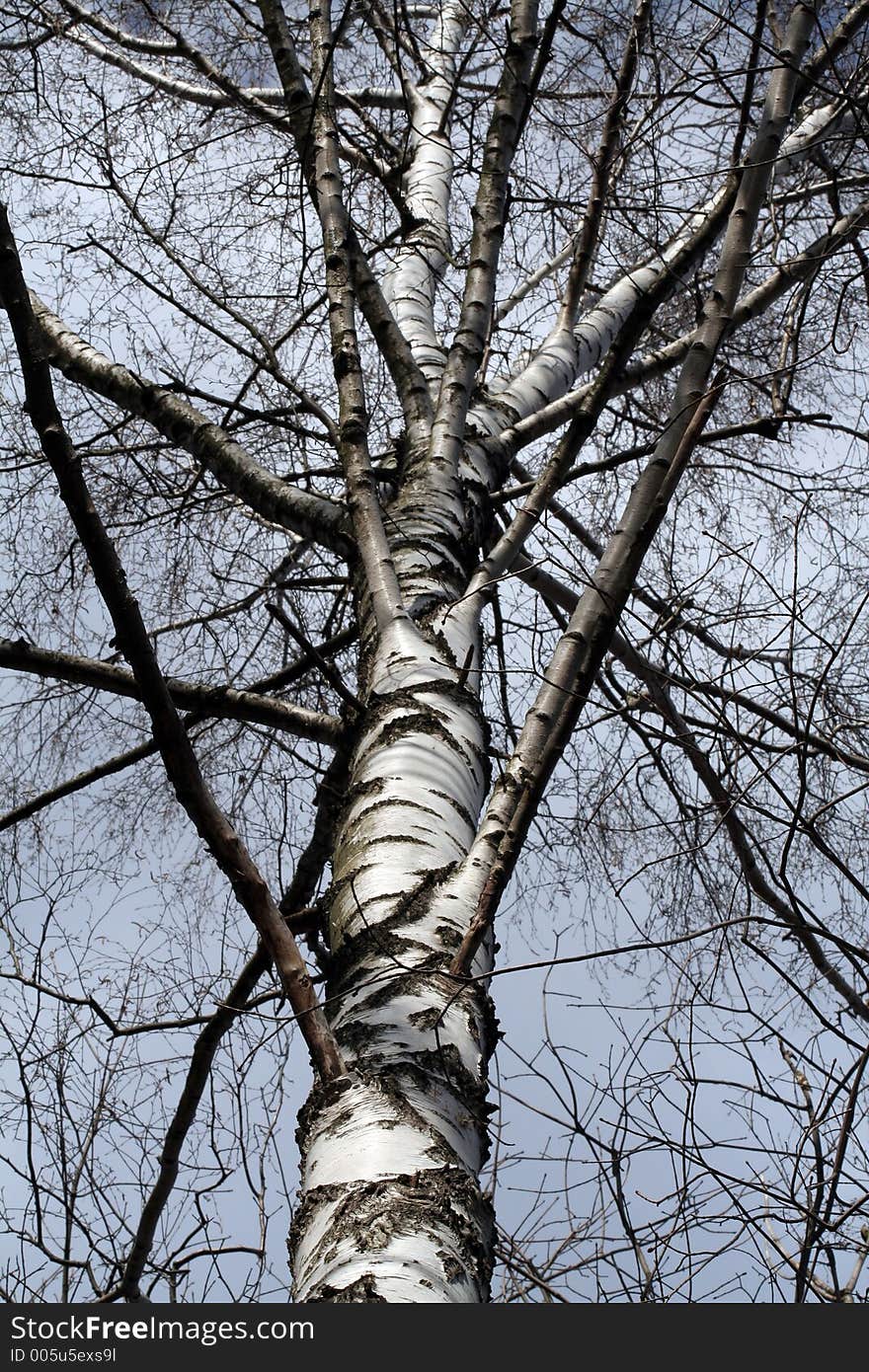 Birch