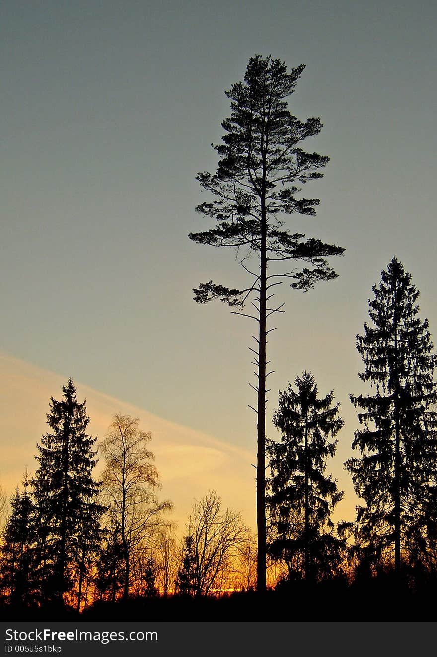 Pinetree over the firttrees. Pinetree over the firttrees