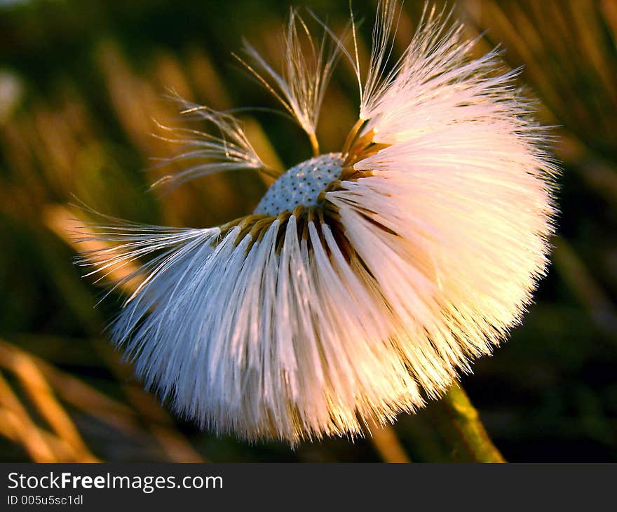 Fluffs of the dandelion. Fluffs of the dandelion