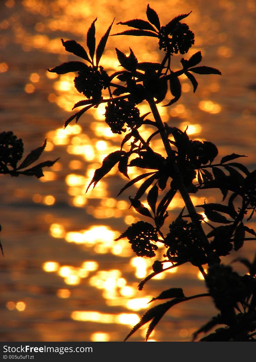 Plant on a background of the sunset. Plant on a background of the sunset