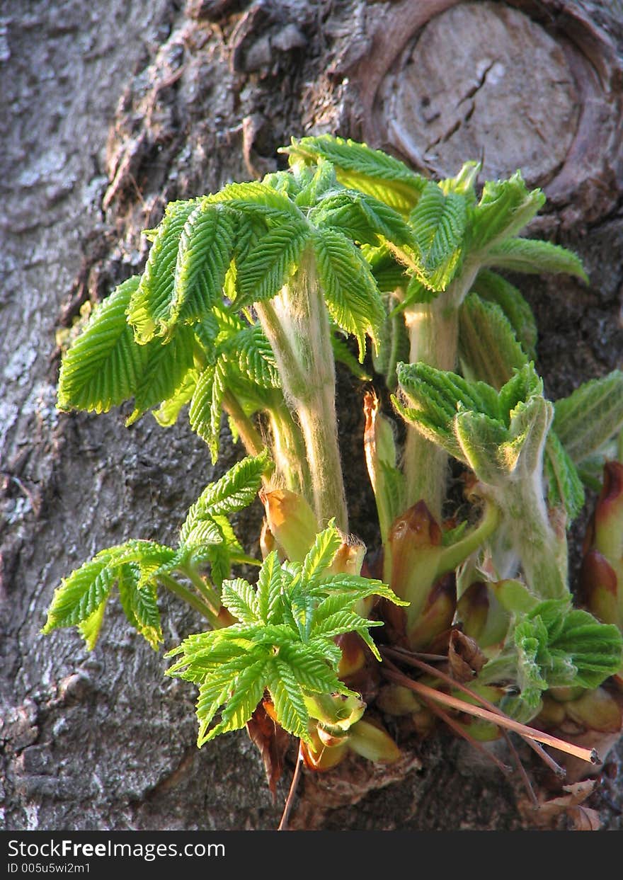 Young leafs of a chestnut. Young leafs of a chestnut