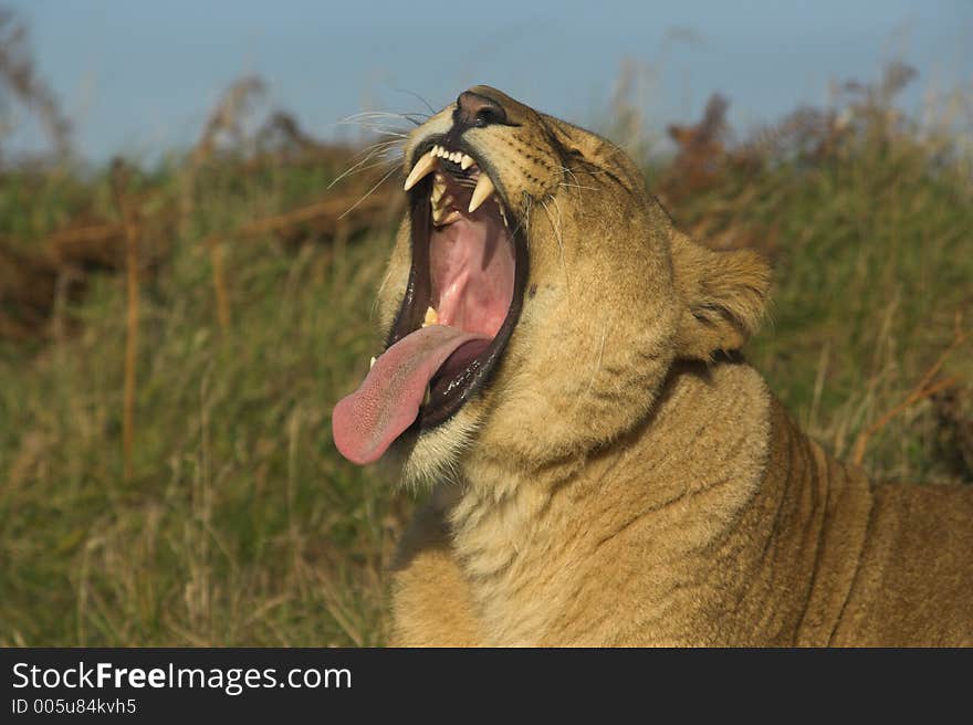 Yawning Lion