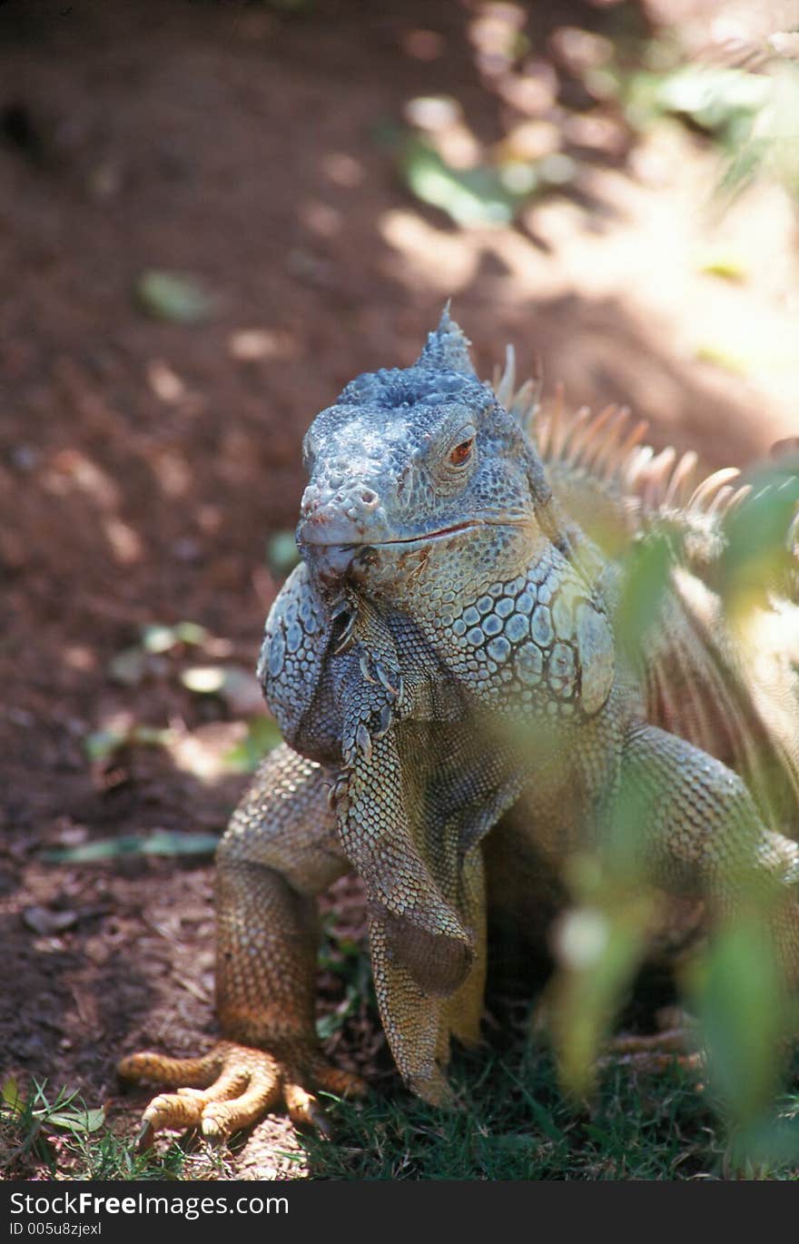 The green iguana is a reptile found throughout Central and South America.