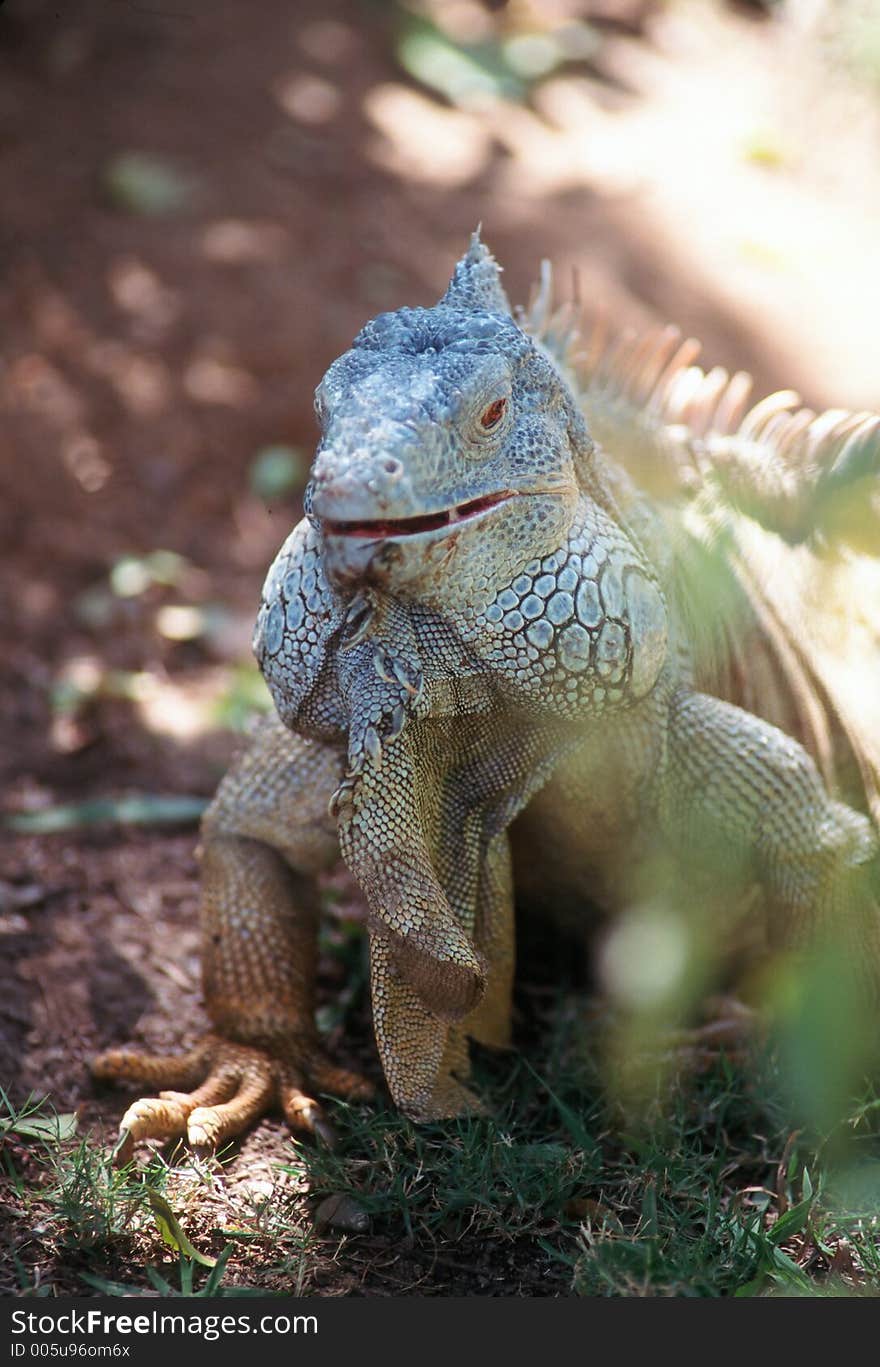 The green iguana is a reptile found throughout Central and South America.