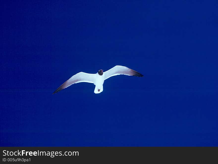 Black headed seagull flying agains deep blue sky