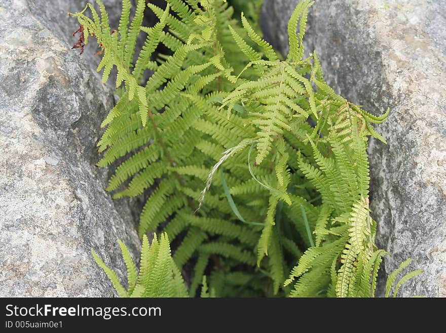 Fern growing in a grike on a limestone pavement. Fern growing in a grike on a limestone pavement