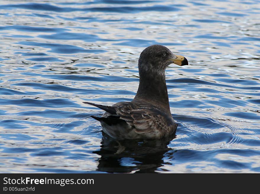 Gull on crystal water