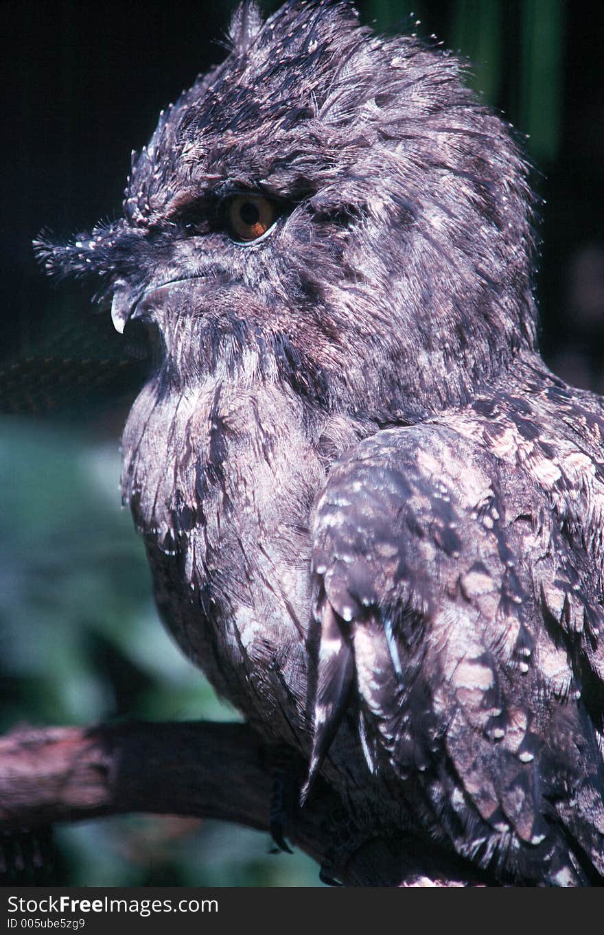 Screech Owl