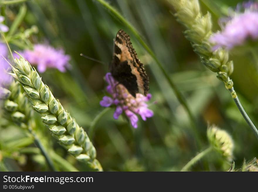 Nature photography. Nature photography