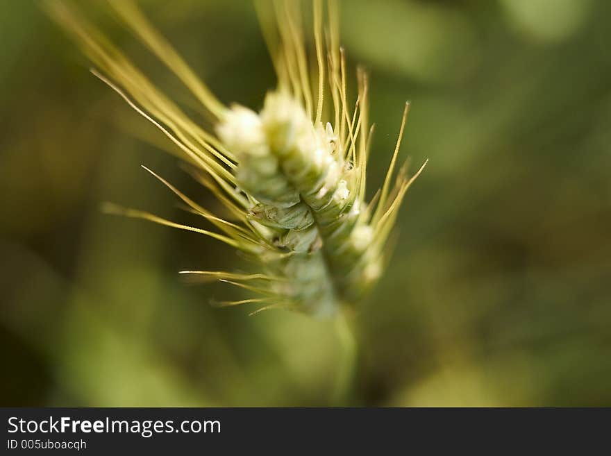 Landscape and agricultural photography. Landscape and agricultural photography