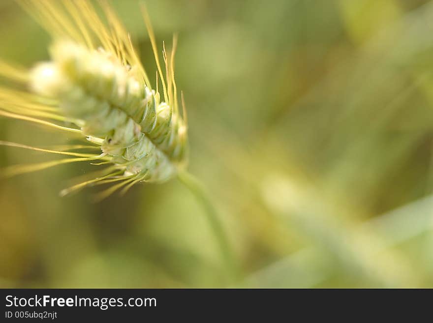 Landscape and agricultural photography. Landscape and agricultural photography