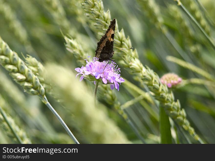 Nature photography. Nature photography