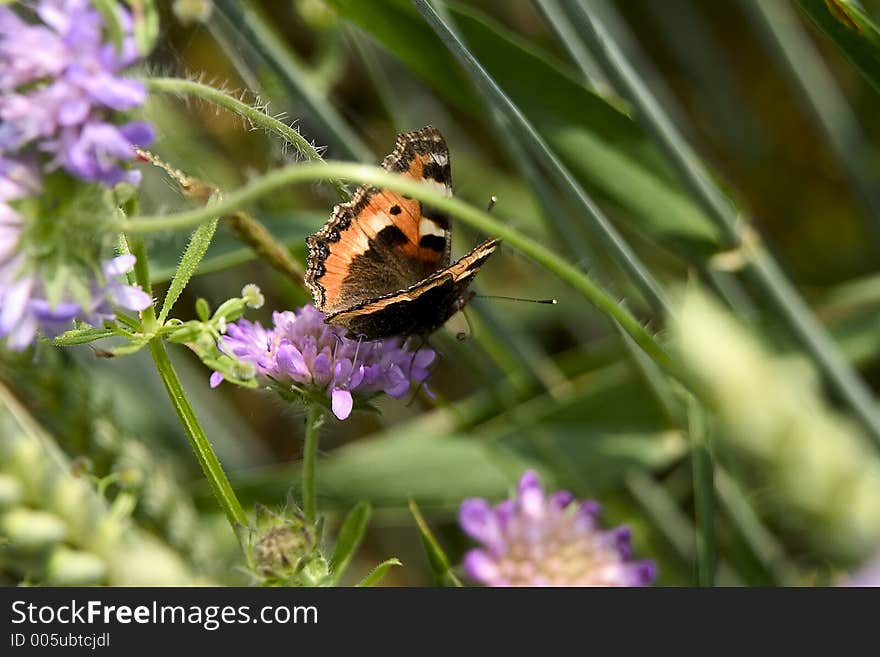 Nature photography. Nature photography