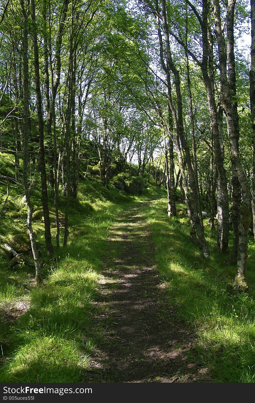 Idyllic road through the forest with sunlight filtering through the foliage above