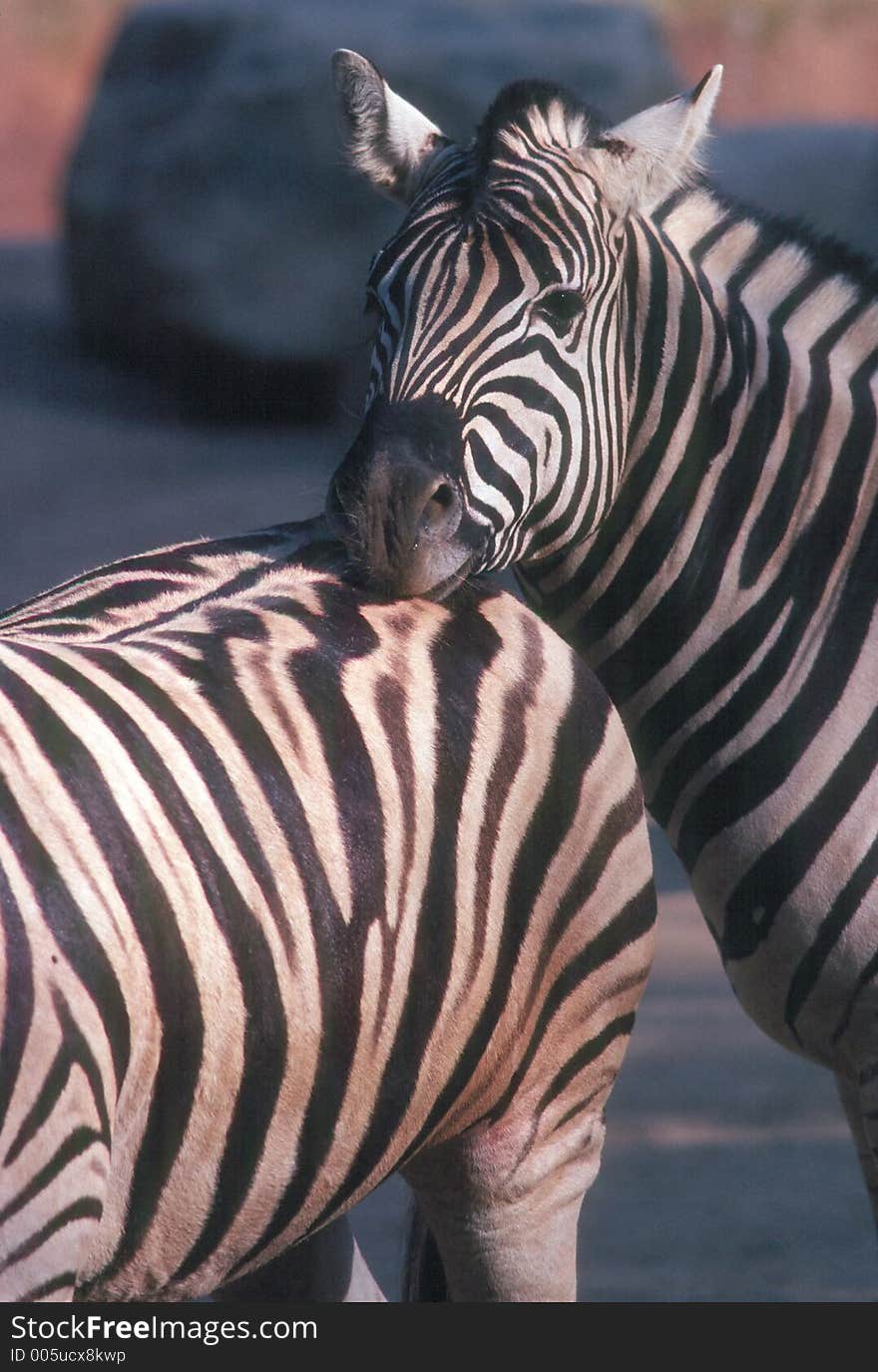 Zebras