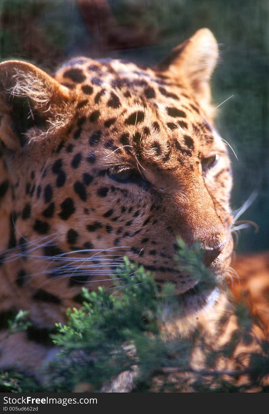 Leopard