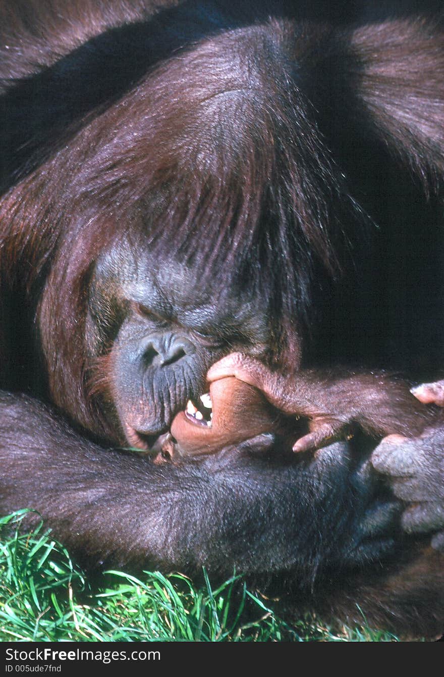 Gorila holding in arms and playing with baby gorila. Gorila holding in arms and playing with baby gorila