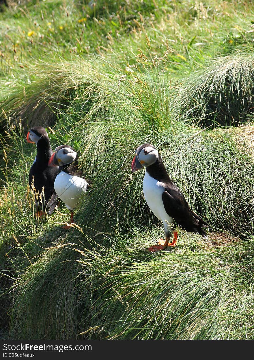 A Group Of Puffins