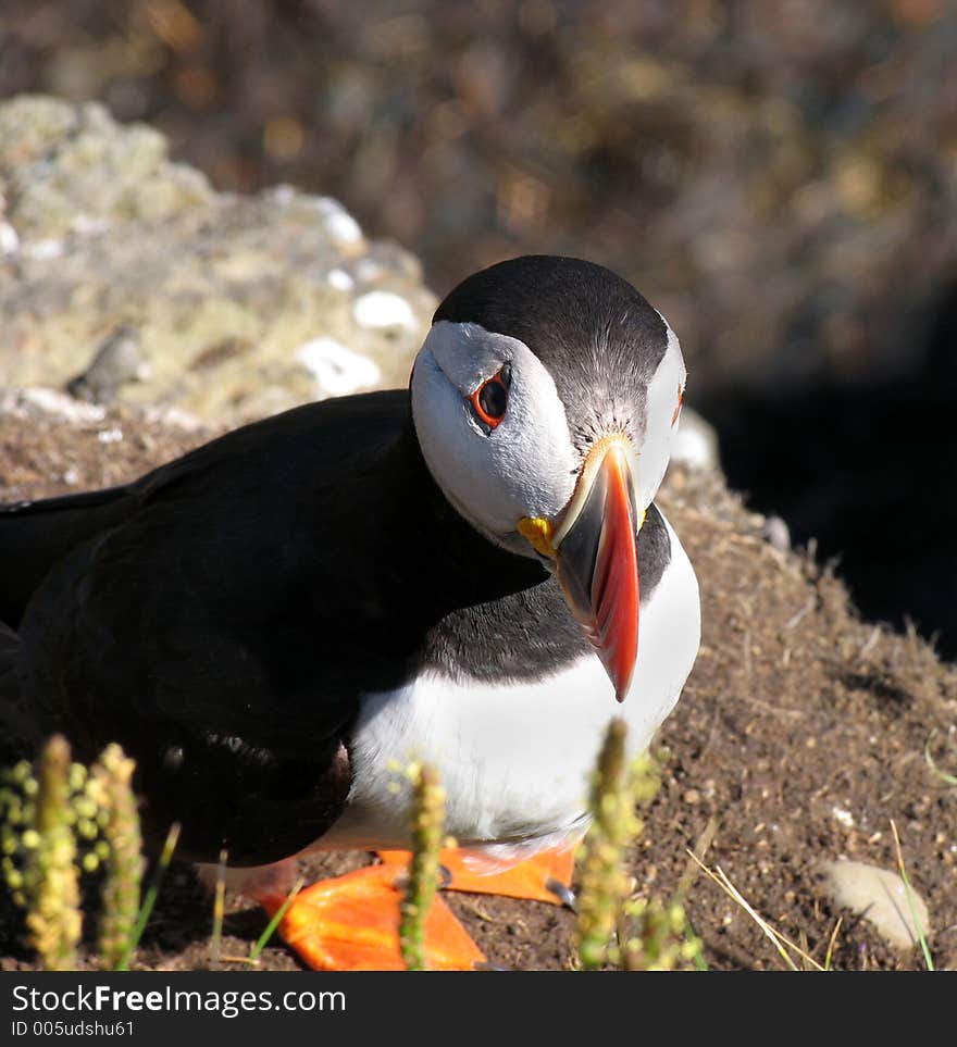 Puffin closeup