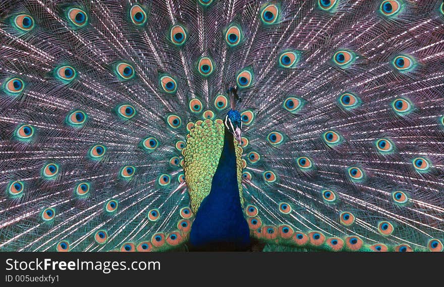 Peacock